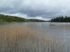 Schilfbereiche am See Rømsjøen