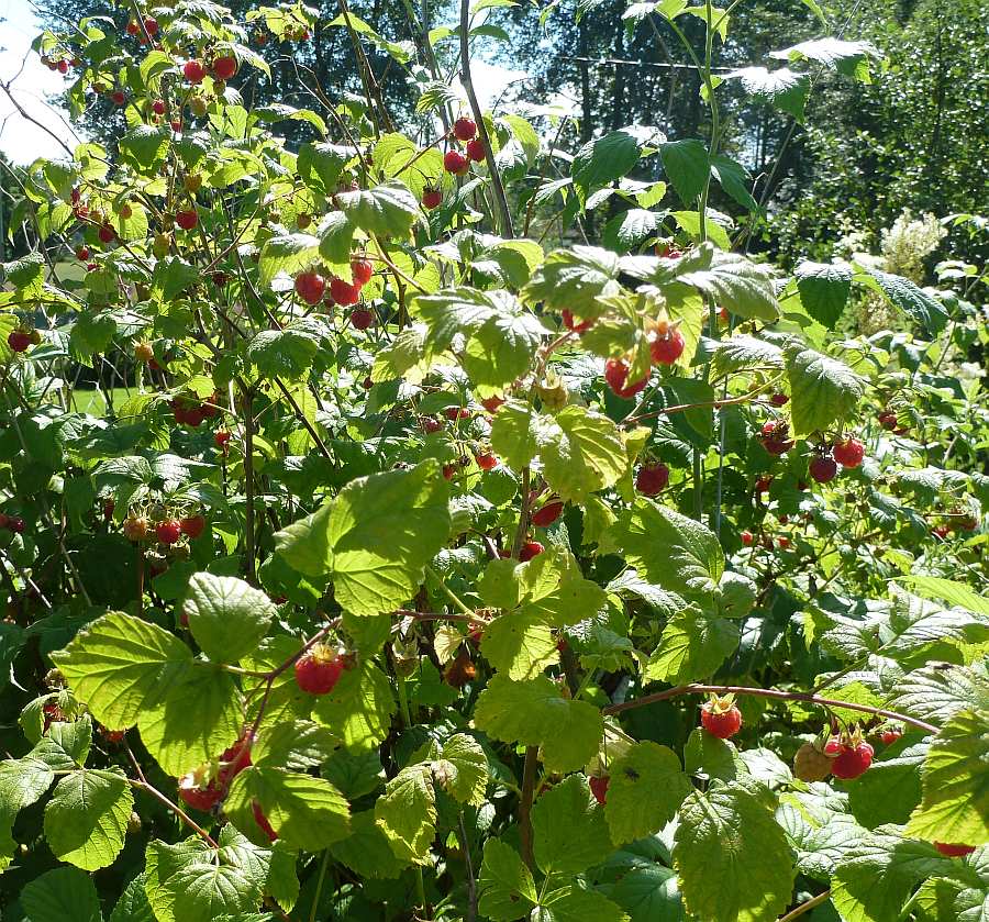 Und wild Himbeeren!