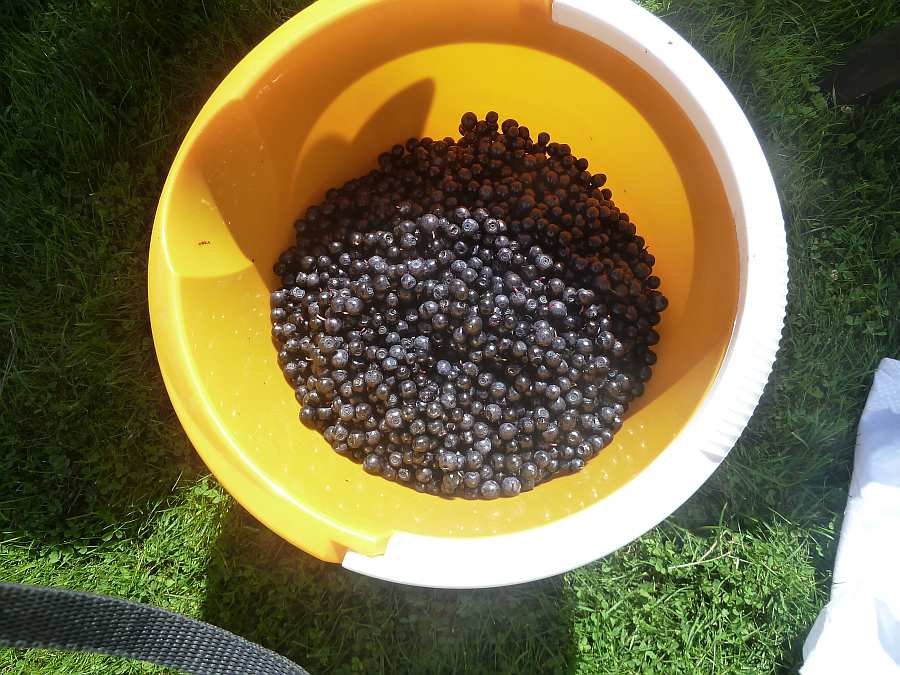Auch die gibt es überall im Wald - Blaubeeren...