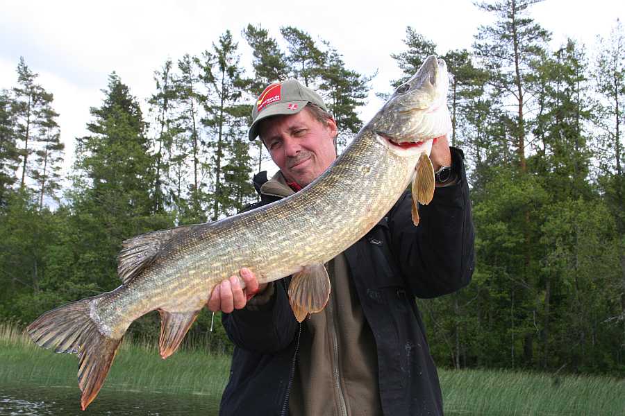 Direkt an der Schilfkante Anfang Juni