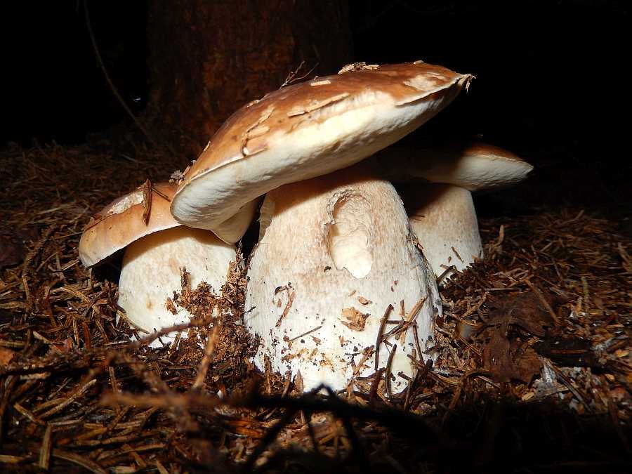 Steinpilze aus den umgebenden Wäldern