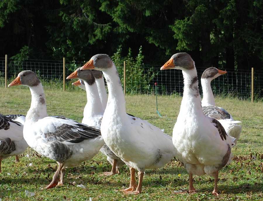 .. und Gänse auf der Farm