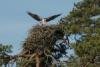 Der weiß wo die Fische stehen - Seeadler am See Stora Le