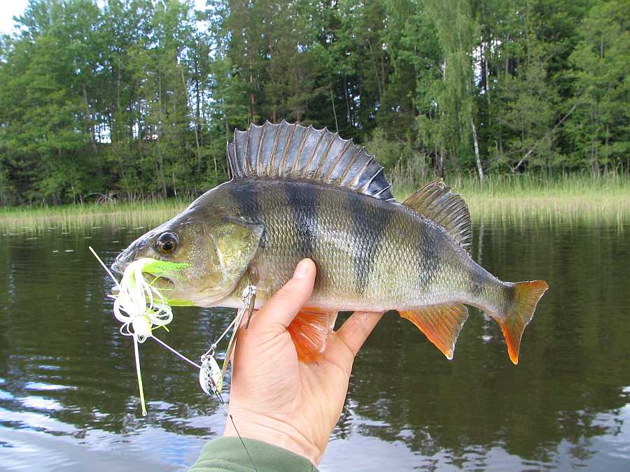 Es gibt gute Barsche