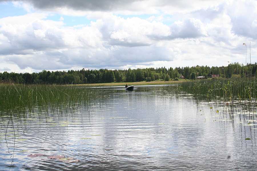 Ausgedehnte Krautzonen sind die Standplätze vieler Fische Ausgedehnte Krautzonen sind die Standplätze vieler Fische
