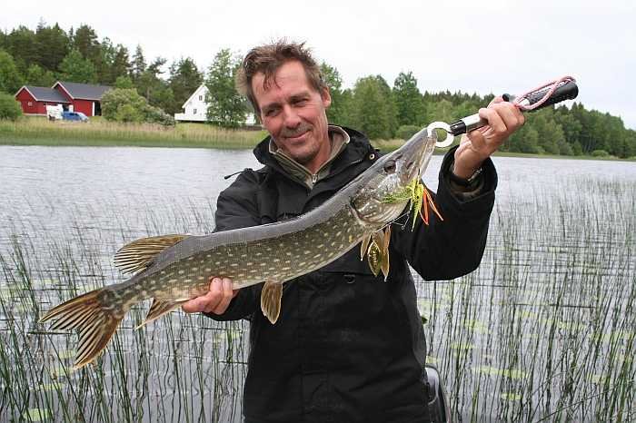Im Flachwasserbereich auf Spinnerbait Im Flachwasserbereich auf Spinnerbait
