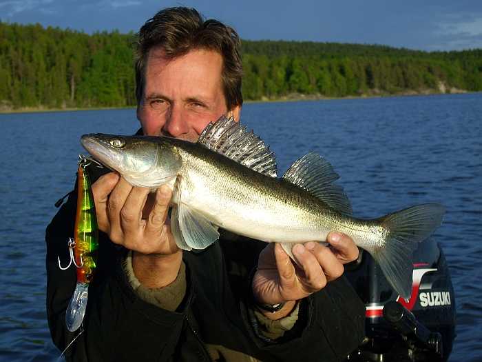 Der See Vansjø beherbergt einen gute Zanderpopulation. Hier kleines Männchen im Juni. Der See Vansjø beherbergt einen gute Zanderpopulation. Hier kleines Männchen im Juni.