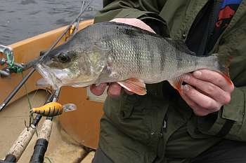 Beim Schleppen auf kleinen Wobbler Beim Schleppen auf kleinen Wobbler
