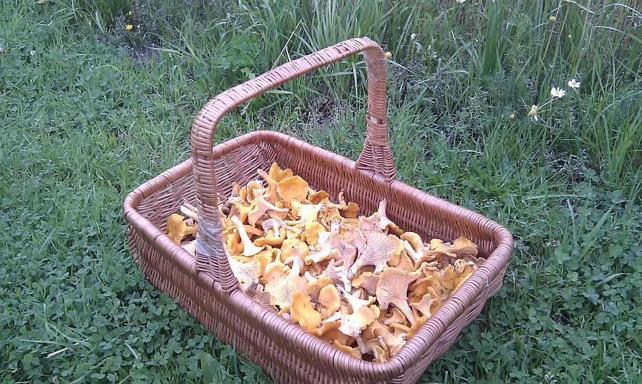 Die gibt es im Wald. Schon nahe des Hauses. Pfifferlinge