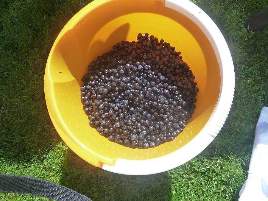 Auch Blaubeeren findet man im Wald je nach Jahreszeit reichlich