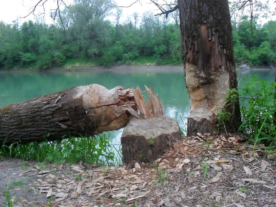 Ihre Nachbarn - Biber