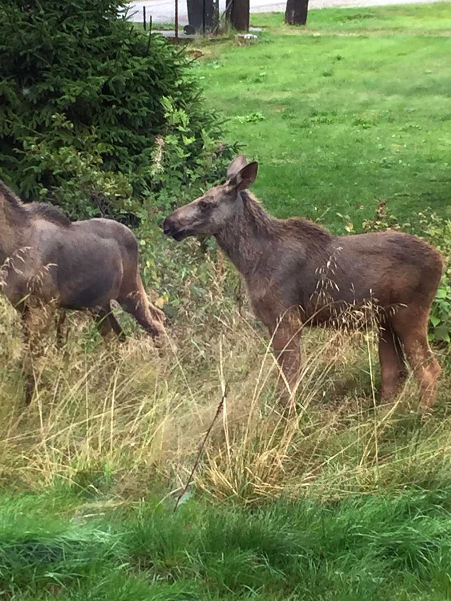 Die gibt es in den umgebenden Wäldern reichlich. Wir empfehlen einfach mit dem Auto in der Dämmerung auf Elch-Pirsch zu gehen