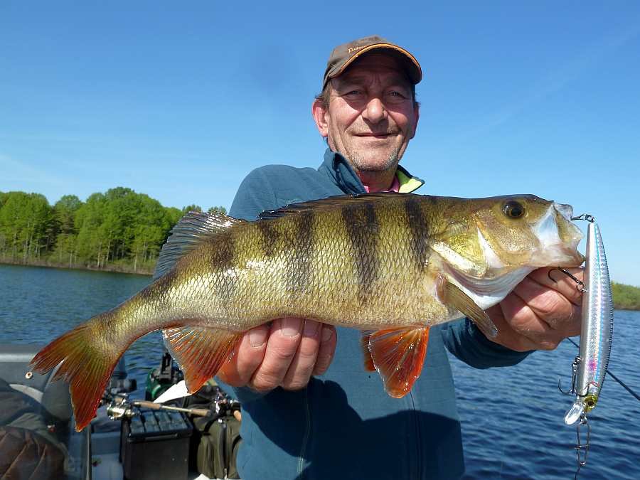 Toller Barsch! Davon gibt es hier am Storsjøen reichlich