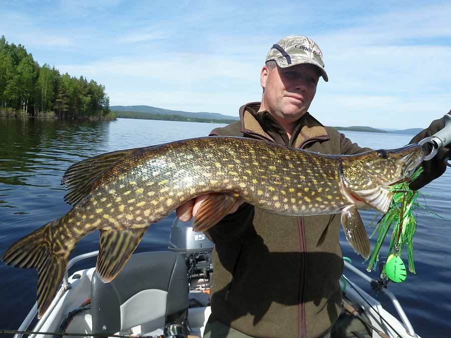 Björn mit Spinnerbait im Flachwasser