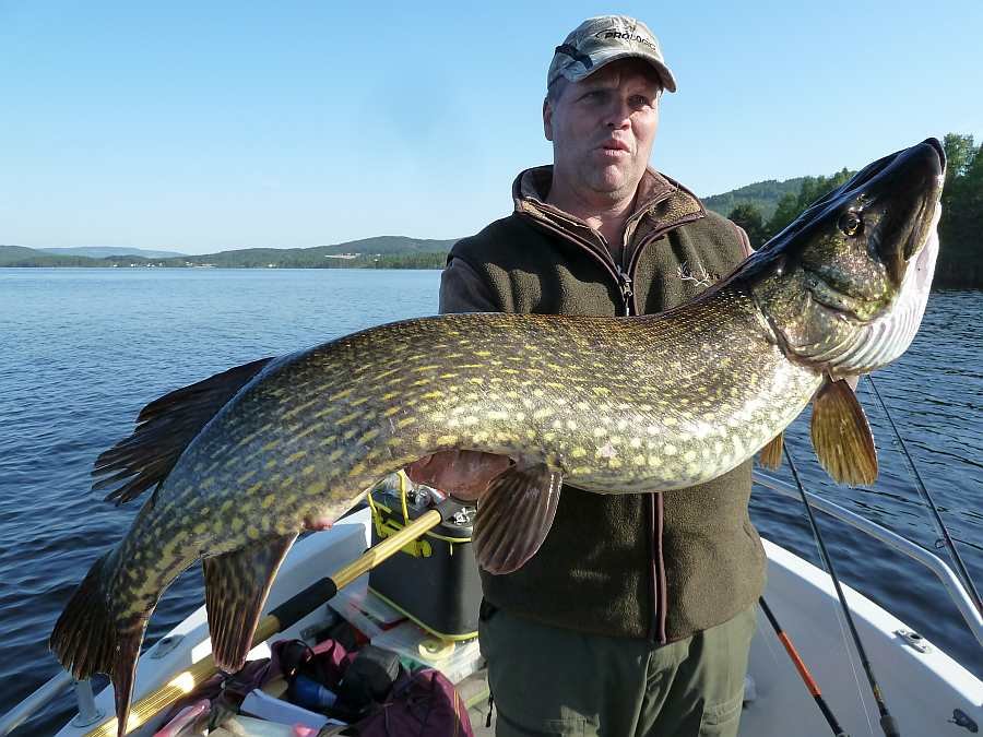 Björn legt mit satter Meterware vor!