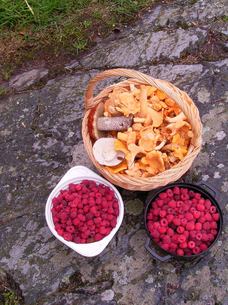 Pilze, Beeren - was darf's sein? Der umgebende Wald bietet viele Schätze