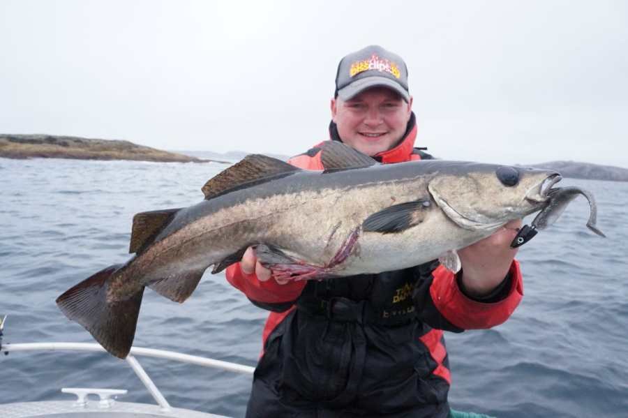 Kapitaler Pollack, gefangen unmittelbar vor Heggøy Rorbuer im Juni 2016. Gut zu sehen: Die frischen Bisspuren eines großen Heilbuttes im Bauchbereich.
