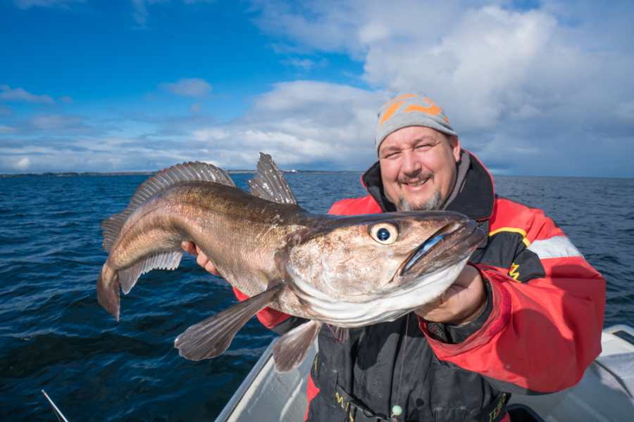Klasse Seehecht, gefangen im September 2017. Von Ende Juli bis Ende Oktober kommt diese Art hier häufig vor.