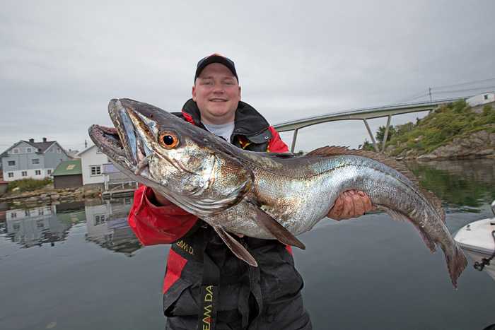 Noch ein Seehecht aus dem Hjeltefjord Noch ein Seehecht aus dem Hjeltefjord