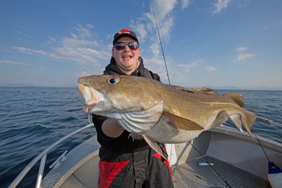 Dickdorsch, gefangen im Juli vor Kristiansund