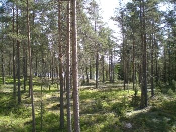 Natur pur! Schweden wie man es sich vorstellt. Natur pur! Schweden wie man es sich vorstellt.