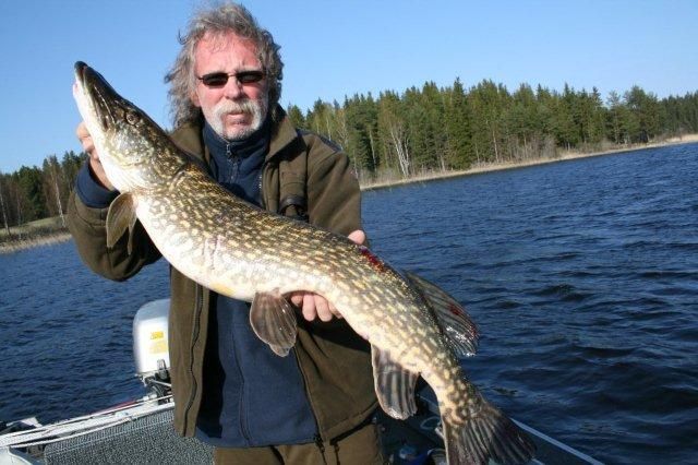 Kapitaler Hecht aus dem Östra Silen Kapitaler Hecht aus dem Östra Silen