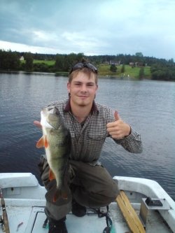 Hier gibt es auch kapitale Barsche.