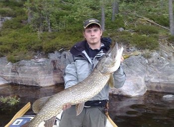 Der Hecht stellt die Hauptbeute der meisten Angler dar.