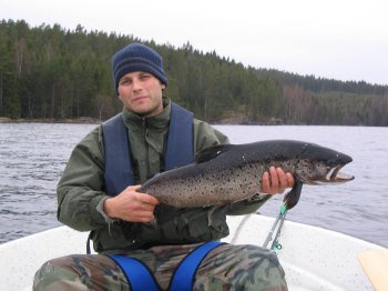 Toller Gullspångs Lachs. Toller Gullspångs Lachs.