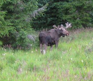 Auch Elche gibt es hier noch... Auch Elche gibt es hier noch...