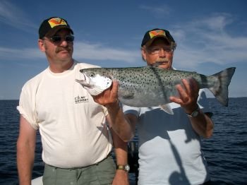 Die Gullspångs Lachse sind wunderschöne Fische! Die Gullspångs Lachse sind wunderschöne Fische!