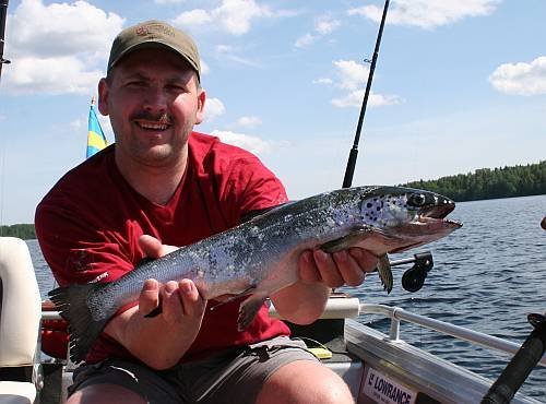 Schöner Binnenlachs. Schöner Binnenlachs.